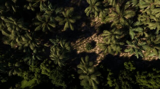 Overhead shot captures lush palm trees and dense tropical forest with natural shadows, highlighting vibrant greenery and tropical landscape in warm sunlight.