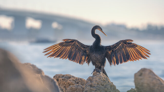 A wild anhinga with backlit wings spread while perched on rocks and outline of Sarasota bridge in the background