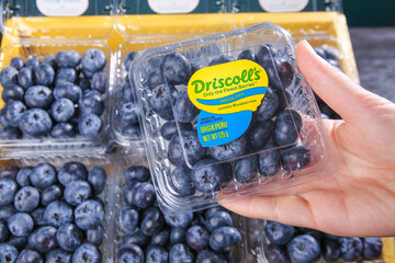 Fresh Jumbo Blueberries in Plastic Container at Grocery Store Produce Market Peru © LanThi