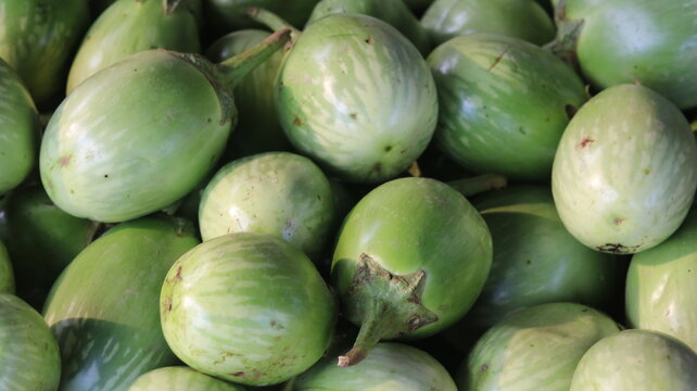 Fresh Sponge Gourd Harvest From Farm To Kitchen