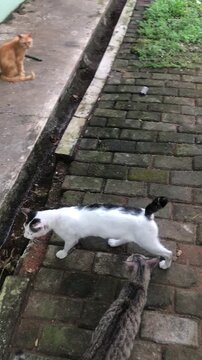 Two cats, one black and white and one tabby, are walking on a brick path next to a drainage ditch, with an orange cat in the background.