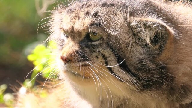 Pallas cat stares intently with alert golden eyes in bright sunlight.