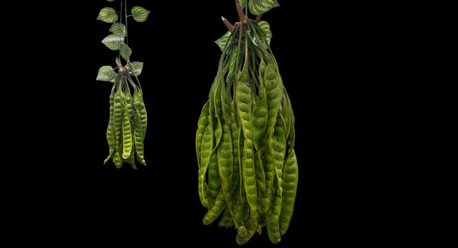 Botanically, petai (Parkia speciosa) is actually categorized as a fruit, but culinary wise it is often considered and processed as a vegetable or raw vegetable.