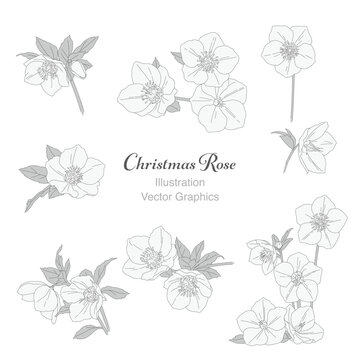 モノトーンなクリスマスローズのイラスト素材