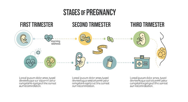 Timeline of human gestation a visual guide to the three trimesters of pregnancy and fetal development