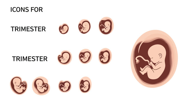 Illustrations depicting fetal development through pregnancy trimesters, showing a fetus within the womb