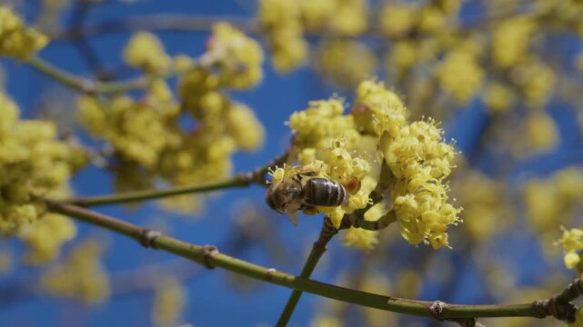 Honeybee Foraging on Cornus mas Blossom Against Blue Sky, Slow Motion Macro Wildlife Video, Pollinator Conservation