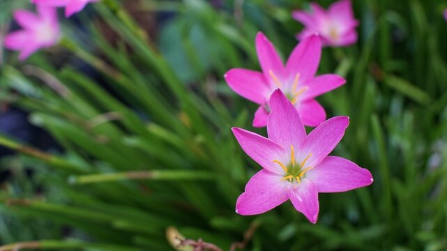 Vibrant Pink Rain Lily Flowers Blooming in Lush Green Garden.