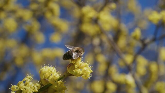 Honeybee Collecting Pollen on Cornus mas Blossom, Loaded Pollen Basket, Slow Motion Macro Wildlife Video, Pollinator Conservation