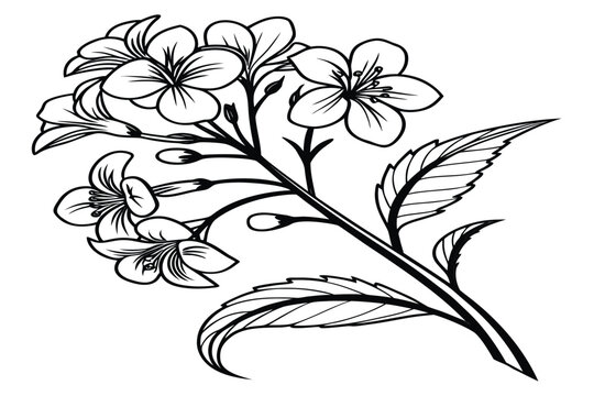 coloring page line art the hibbertia flower black vector