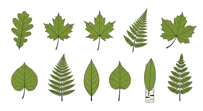 Vector photo of nine different leaf types including maple, oak, and ferns