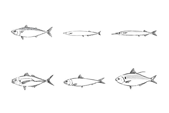 Shiny Fish Species Illustration Set Marine Fish Collection
