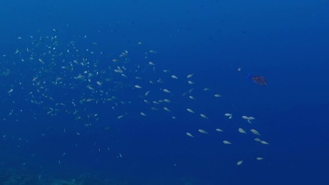 School of swimming fish in the deep ocean. Marine wildlife, underwater video from scuba diving in the sea. Aquatic life, footage from the ocean exploration.