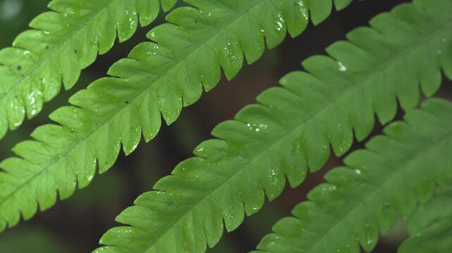 Fresh Rainforest Fronds After Tropical Rainfall