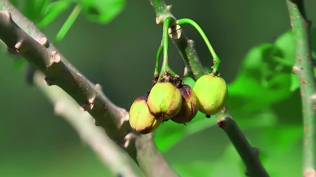 Green castor bean fruits (Ricinus communis) hanging from branches, showing clustered seed pods and fresh tropical plant growth in natural environment