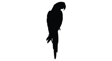 Parrot silhouette against a white background silhouette © bridal creation