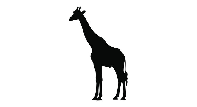 Giraffe silhouette against a white background silhouette