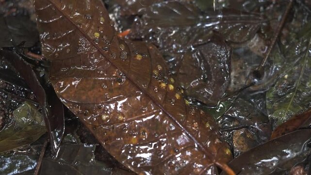 Amphibian Eggs Resting on Decaying Rainforest Foliage