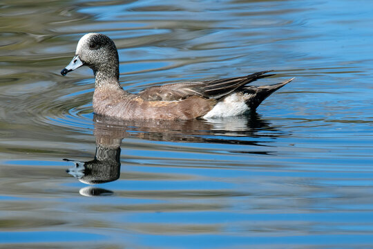 American Wigeon (Mareca americana)