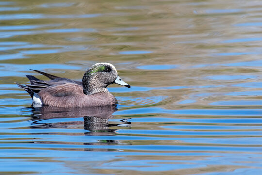 American Wigeon (Mareca americana)