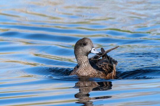 American Wigeon (Mareca americana)