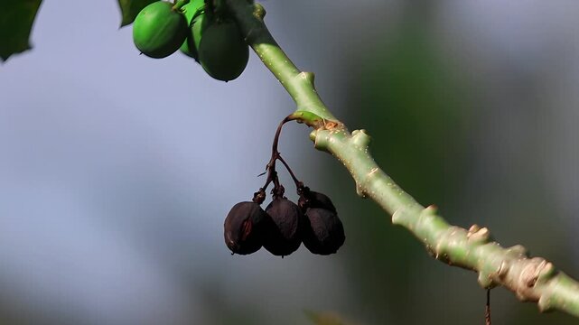 Green castor bean fruits (Ricinus communis) hanging from branches, showing clustered seed pods and fresh tropical plant growth in natural environment.