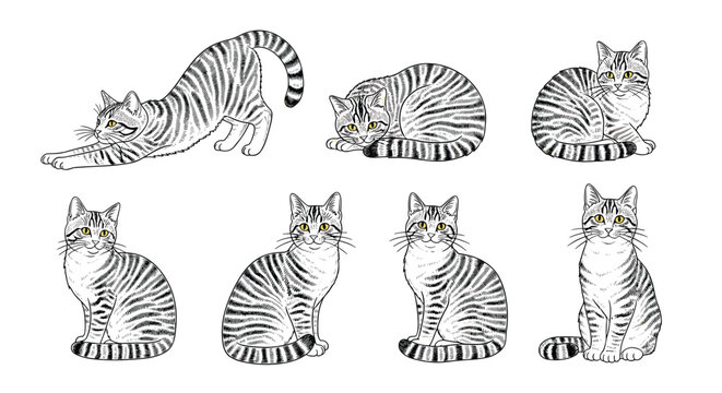 Various sketches of domestic cats capture different feline poses including stretching, sitting, and resting in fine detail.