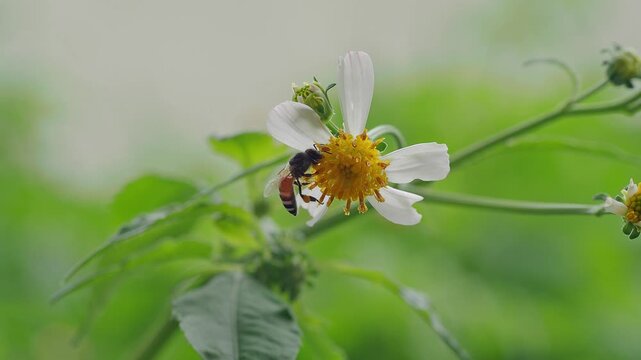 Pollinator Carrying Golden Pollen While Feeding on Blossom
