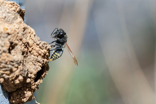 Mexican Honey Wasp (Brachygastra mellifica) feeding on potter wasp egg
