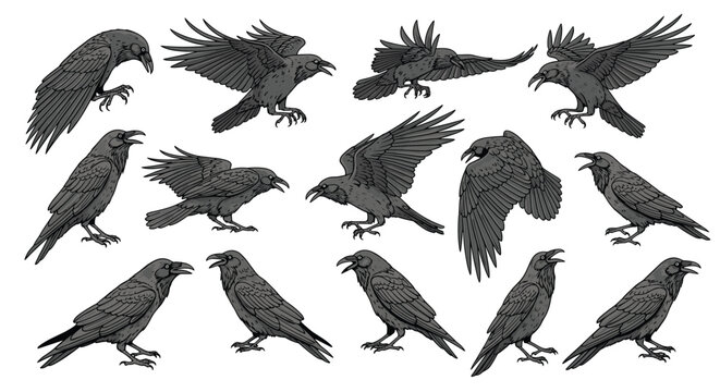 Large collection of black raven or crow illustrations showing the birds in many different poses and flying actions.