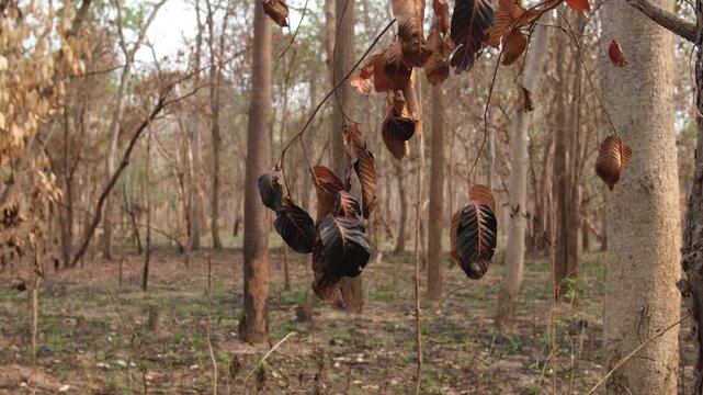 A forest of burnt trees after a bushfire on reserve forest area in Thailand. Lots of tall trees were destroyed in a wildfire. Below of black scorched tree trunks on a lowland forest.
