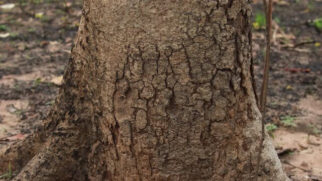 A forest of burnt trees after a bushfire on reserve forest area in Thailand. Lots of tall trees were destroyed in a wildfire. Below of black scorched tree trunks on a lowland forest.