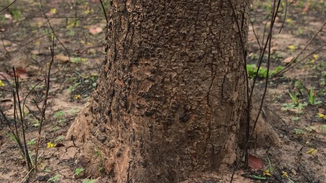 A forest of burnt trees after a bushfire on reserve forest area in Thailand. Lots of tall trees were destroyed in a wildfire. Below of black scorched tree trunks on a lowland forest.