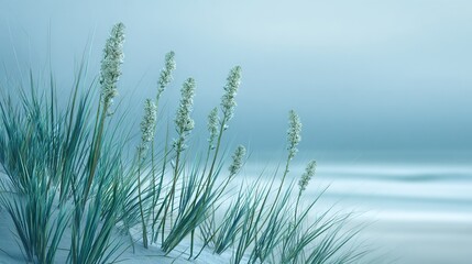 Fototapeta premium Misty Blue Coastal Yucca Plants, Minimal Niche Widescreen Background