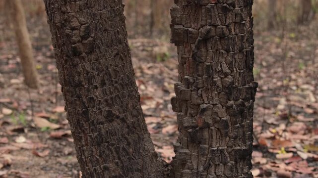 A forest of burnt trees after a bushfire on reserve forest area in Thailand. Lots of tall trees were destroyed in a wildfire. Below of black scorched tree trunks on a lowland forest.