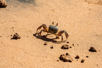 Obraz premium crab on the beach