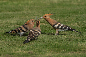 The hoopoe is feeding its chick. © pityke70