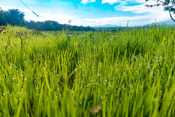 Obraz premium Close up of vibrant green grass covered in sparkling water droplets from morning dew with a scenic landscape and soft bokeh background. 