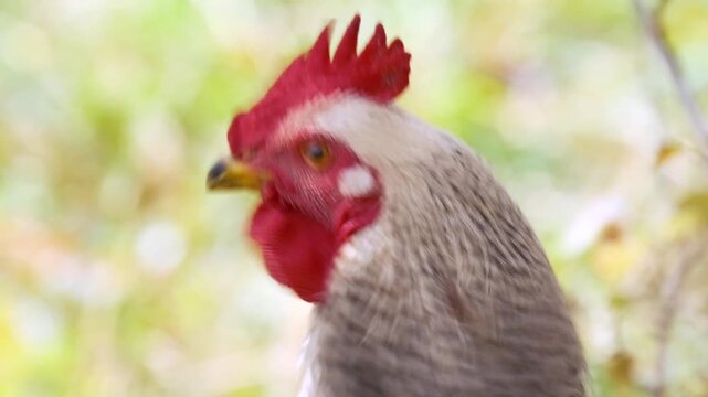 Chicken head in side portrait with shallow depth of field and soft blurred background, detailed red comb and eye focus, natural outdoor setting with clean subject separation and calm poultry scene