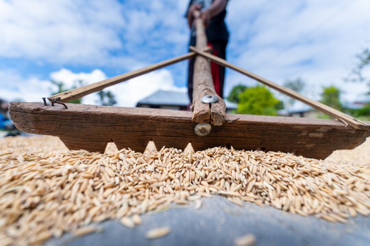 Close up of a local farmer drying harvested paddy rice grains on a tarp using a traditional wooden rake tool in a tropical village.
