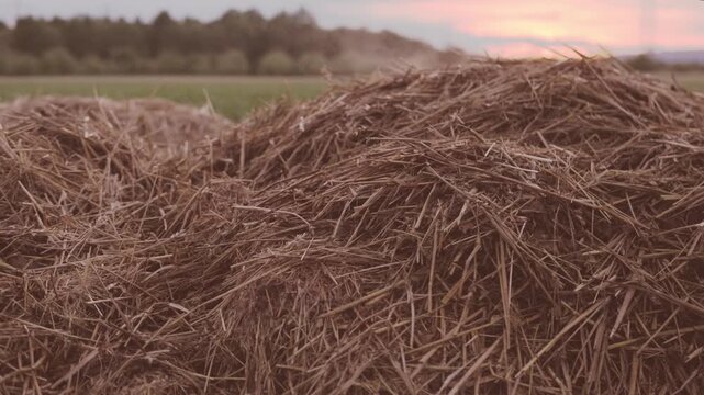 Steam rising from fresh manure pile in green field, organic fertilizer decomposition, agricultural waste management, rural farming landscape at sunset, natural heat from biological activity resources