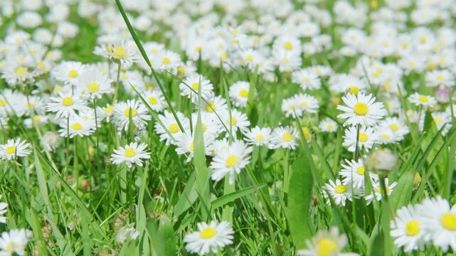 Blooming white daisies Matricaria chamomilla in green grass, family Asteraceae, chamomile flowers, meadow natural sunlight, rural scene, environmental protection, nature wildflowers background
