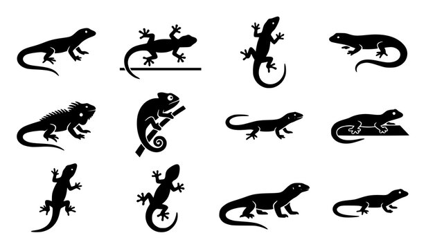 Collection of various lizard and chameleon silhouettes. Black solid shapes of creeping reptiles and geckos isolated on white.
