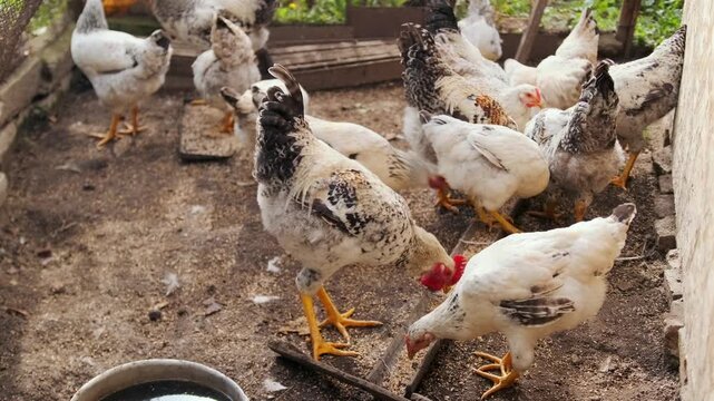 Chickens feeding together inside coop in farm enclosure, flock eating and moving around food source in confined rural setting, natural group behavior of domestic poultry during feeding activity
