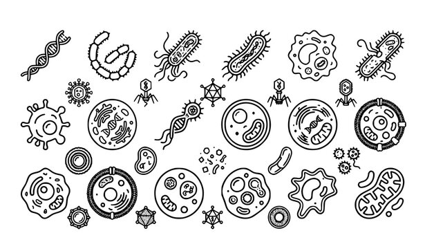 Bacteria, viruses, germs, and amoeba microorganisms line art composition. Scientific biology research and medical health vector illustration.