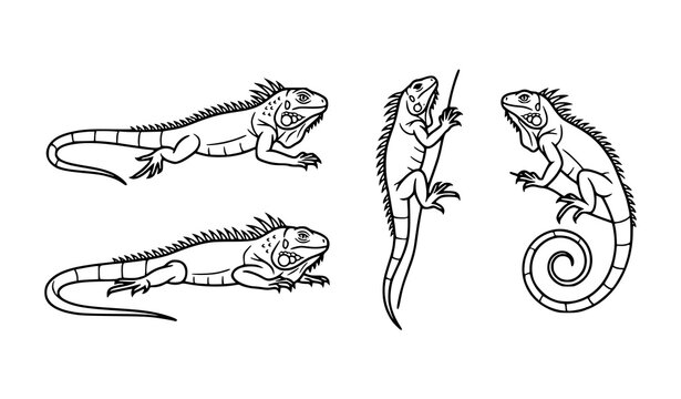 Detailed iguana lizards and reptiles outline vector icons set. Tropical chameleons line art drawing isolated on white background