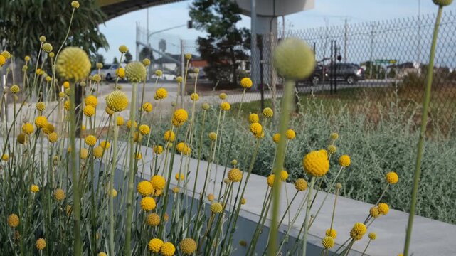 Yellow billy buttons (Craspedia globosa) in full bloom beside a busy urban road in Melbourne, Victoria, Australia. These hardy native plants are widely used as ornamental species in public spaces