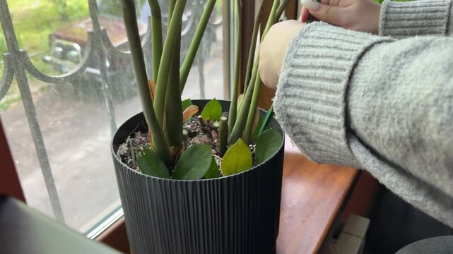Caring for Zamioculcas ZZ plant with pruning