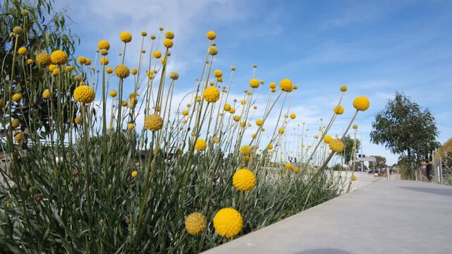 Yellow billy buttons (Craspedia globosa) in full bloom on a roadside with busy traffic in Melbourne Australia. Native Australian wildflowers are planted as part of contemporary urban landscaping.