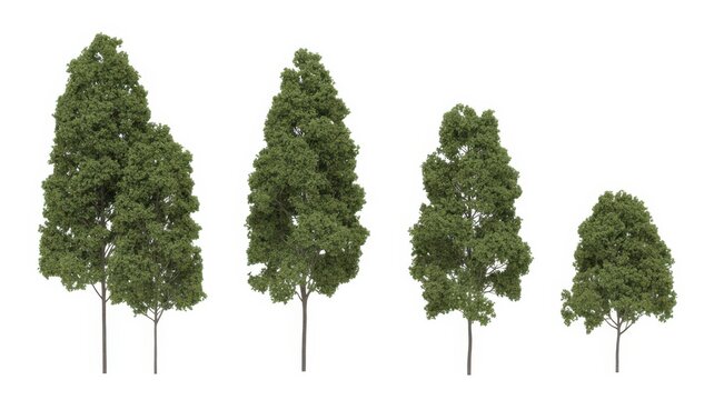 Four deciduous trees of varying sizes isolated on white background